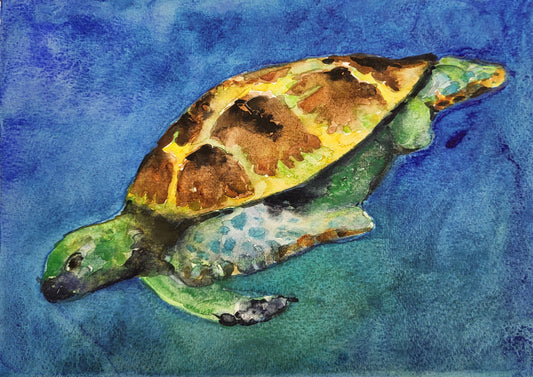 Sea Turtle Cousin