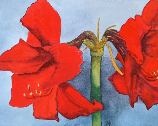 Amaryllis by Morning