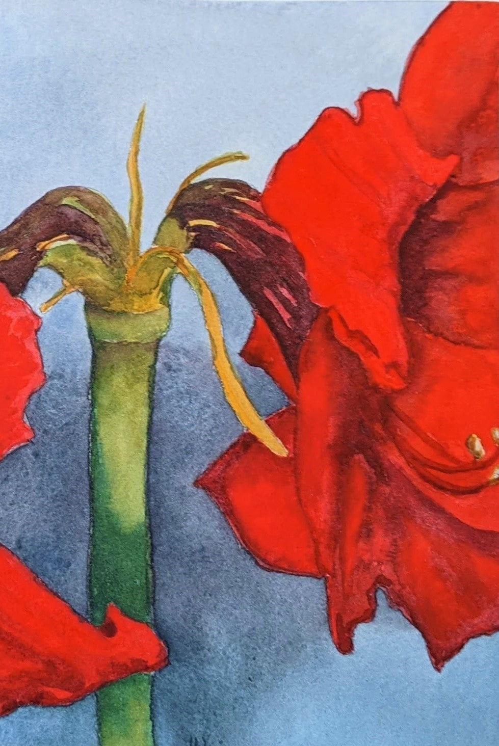 Amaryllis by Morning