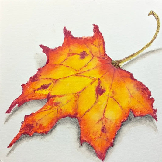 Changing Maple Leaf