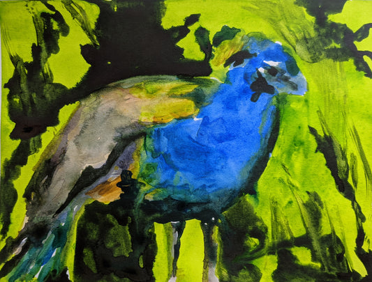 Peacock Study (Kate in Porto)