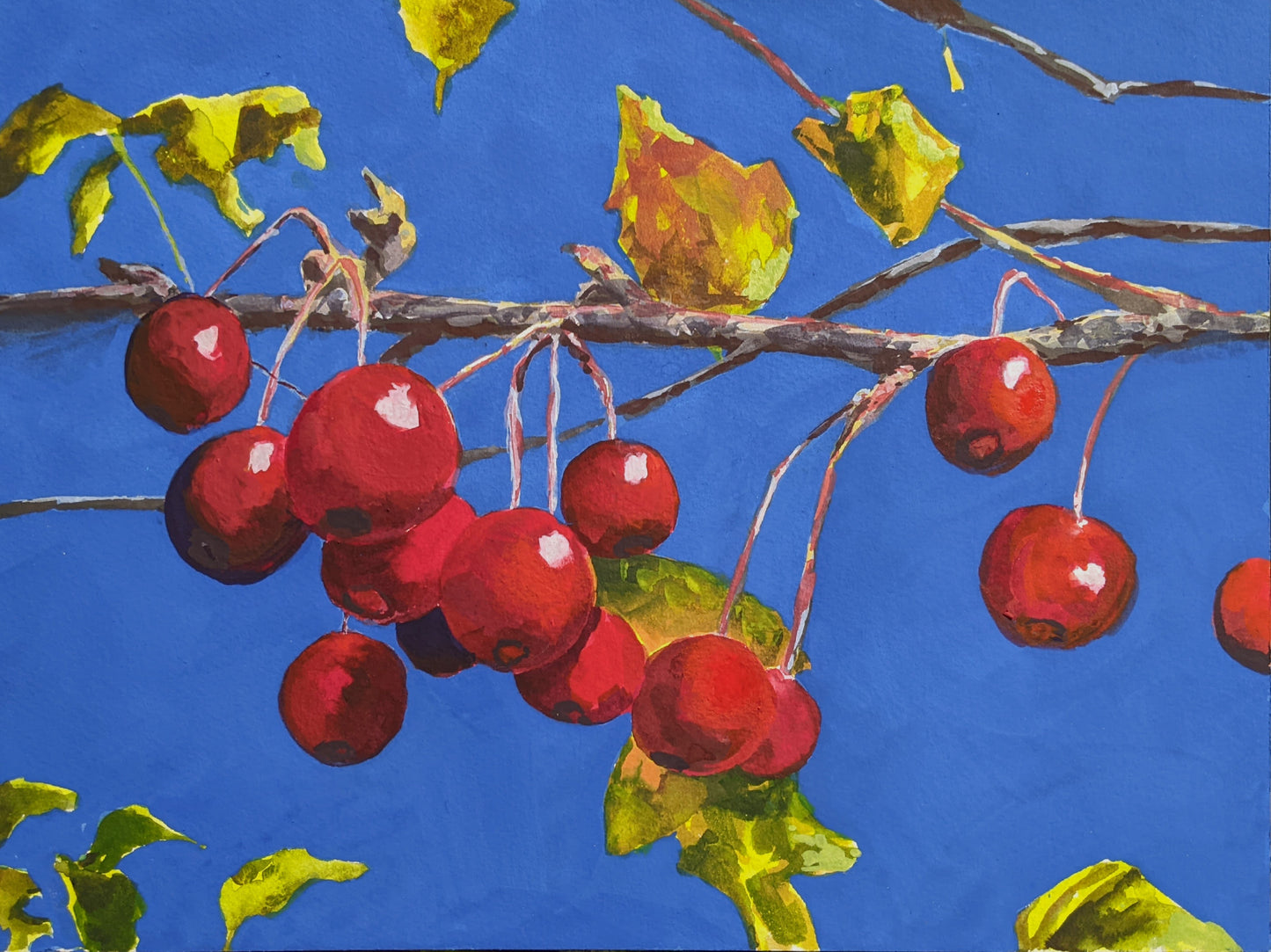 Crimson Berries on Blue