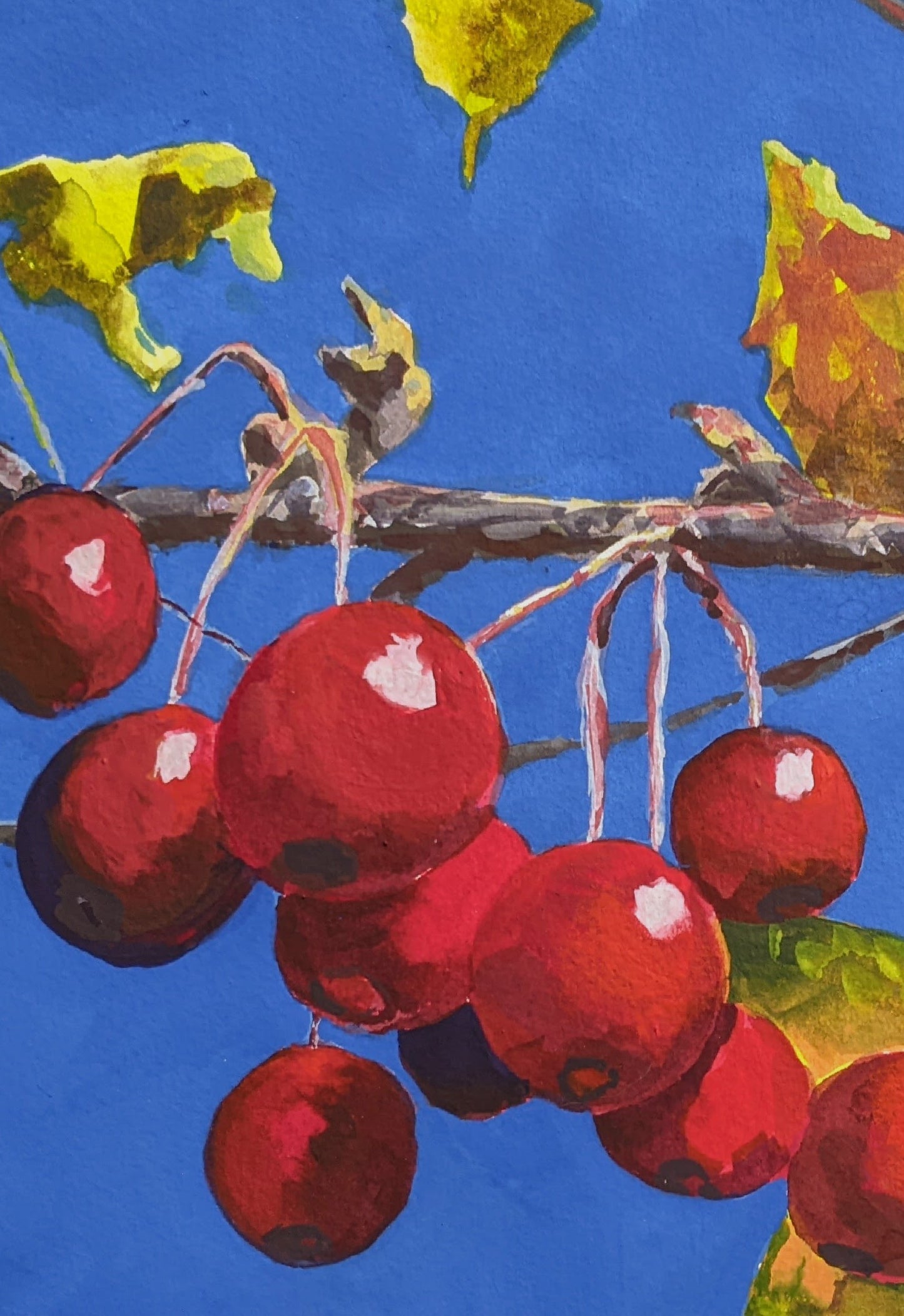 Crimson Berries on Blue