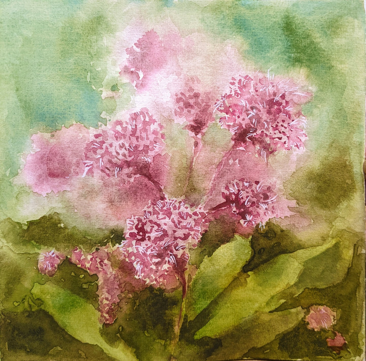Joe Pye Weed Flowers