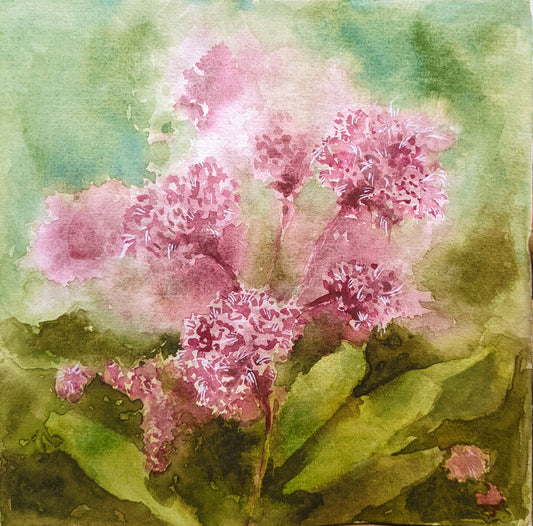 Joe Pye Weed Flowers