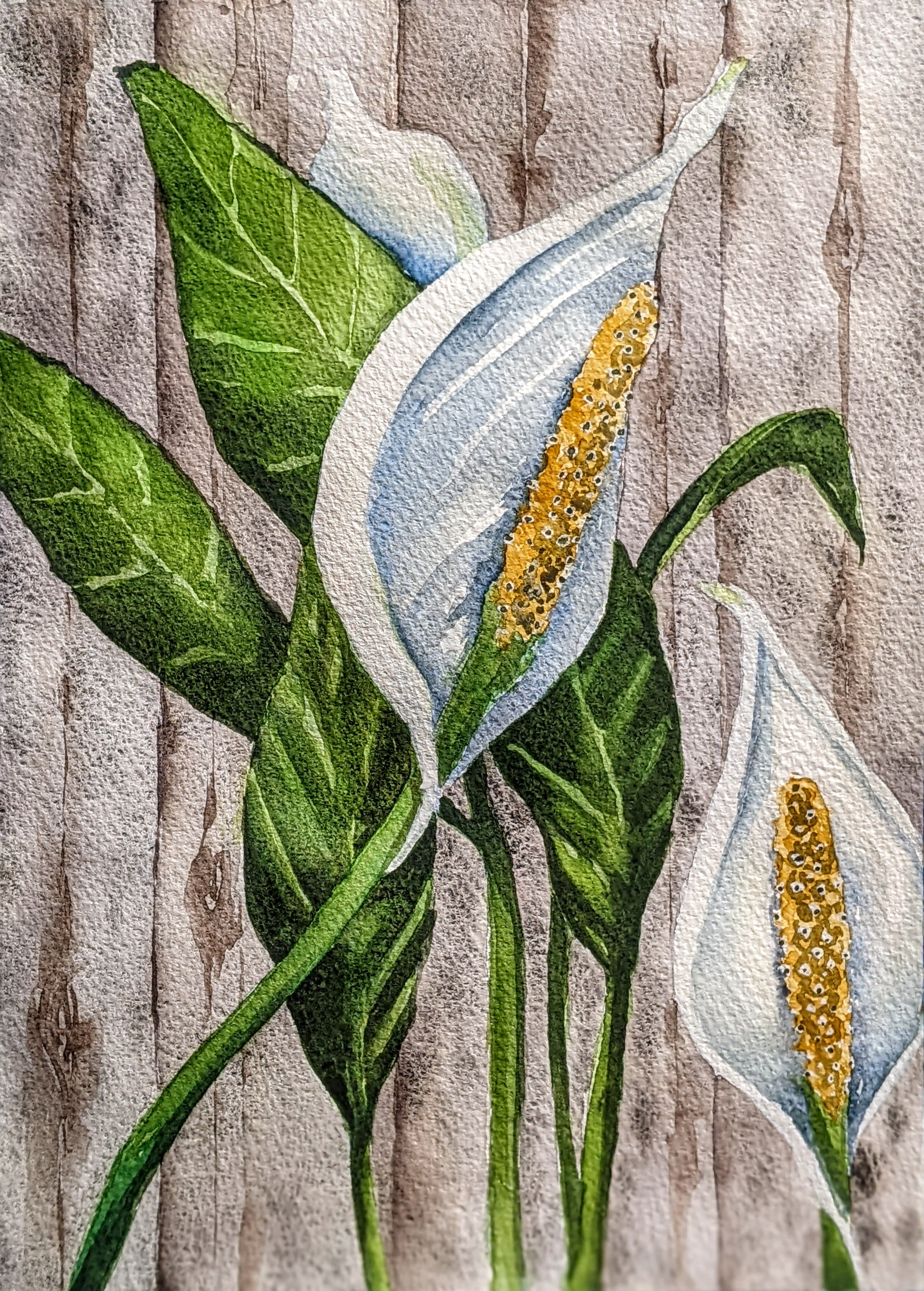 lily painting watercolor