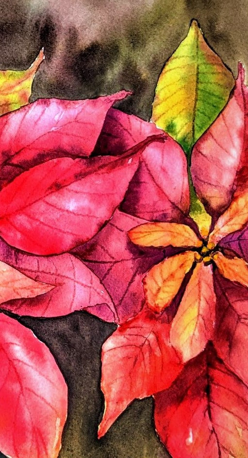 Golden Poinsettias