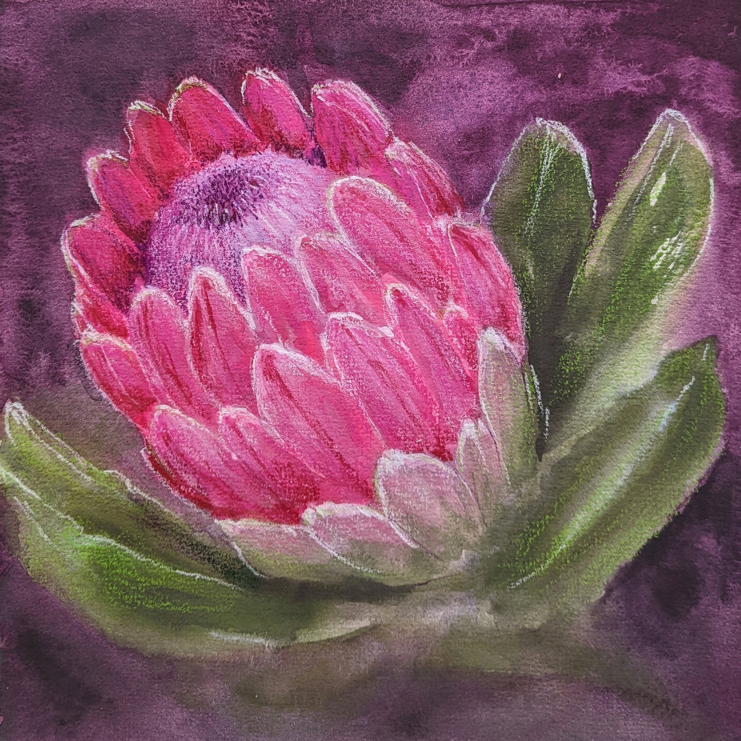 Sugarbush (Protea)