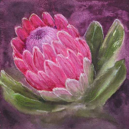 Sugarbush (Protea)