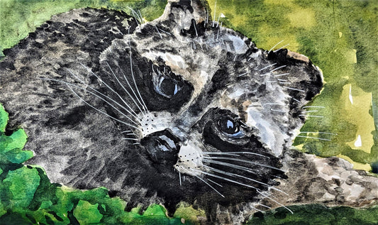 Racoon watercolor painting