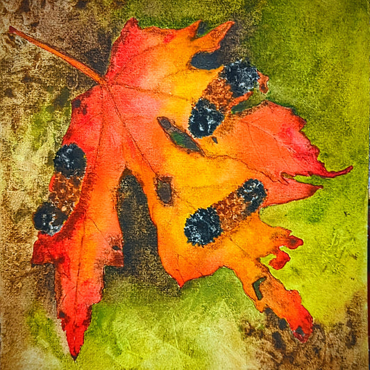 Wooly Caterpillars on a Maple Leaf