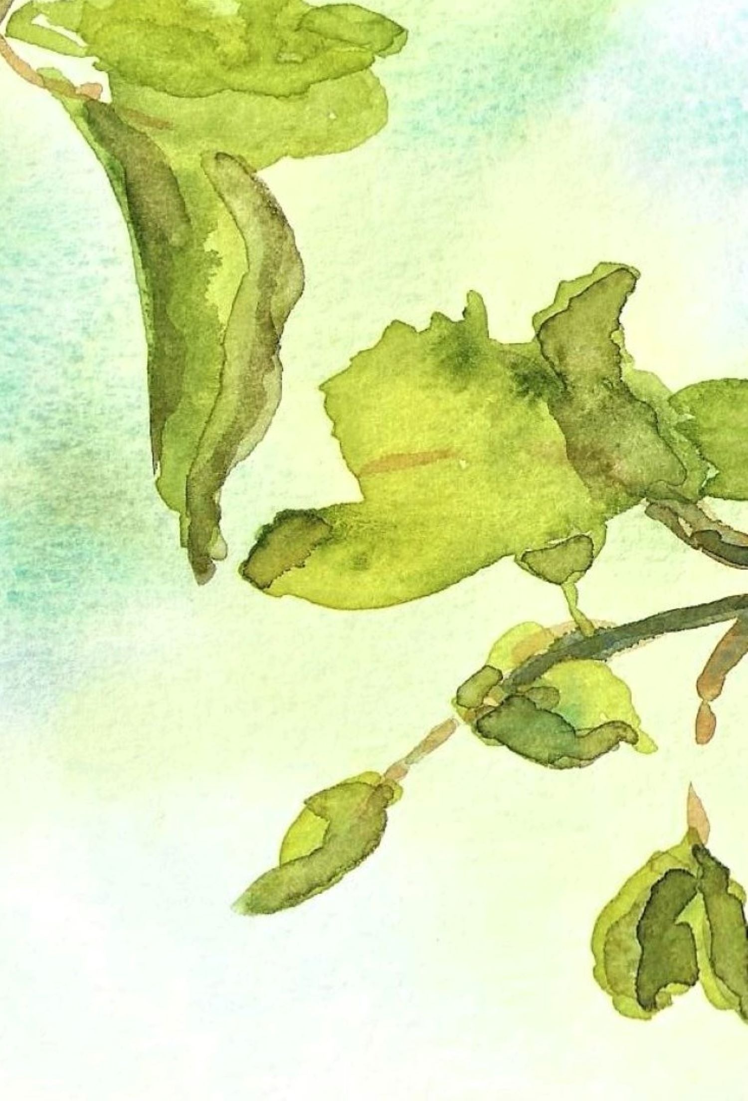 Pear tree watercolor painting detail