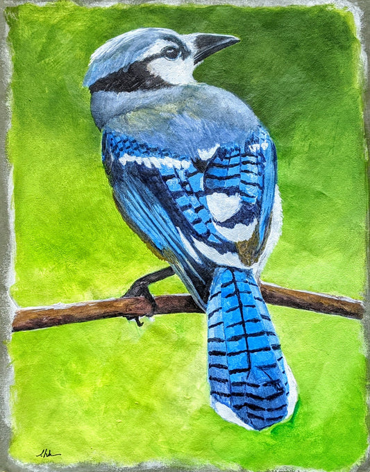Blue jay acrylic painting