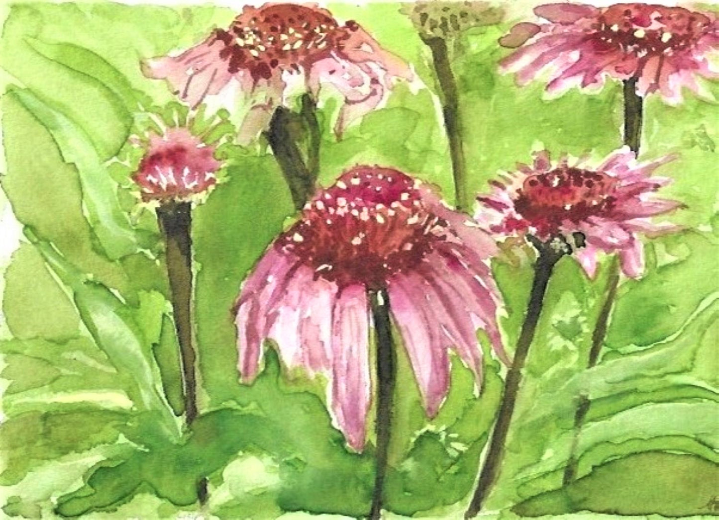 Purple cone flowers watercolor painting