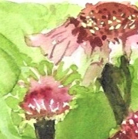 Purple cone flowers watercolor painting detail