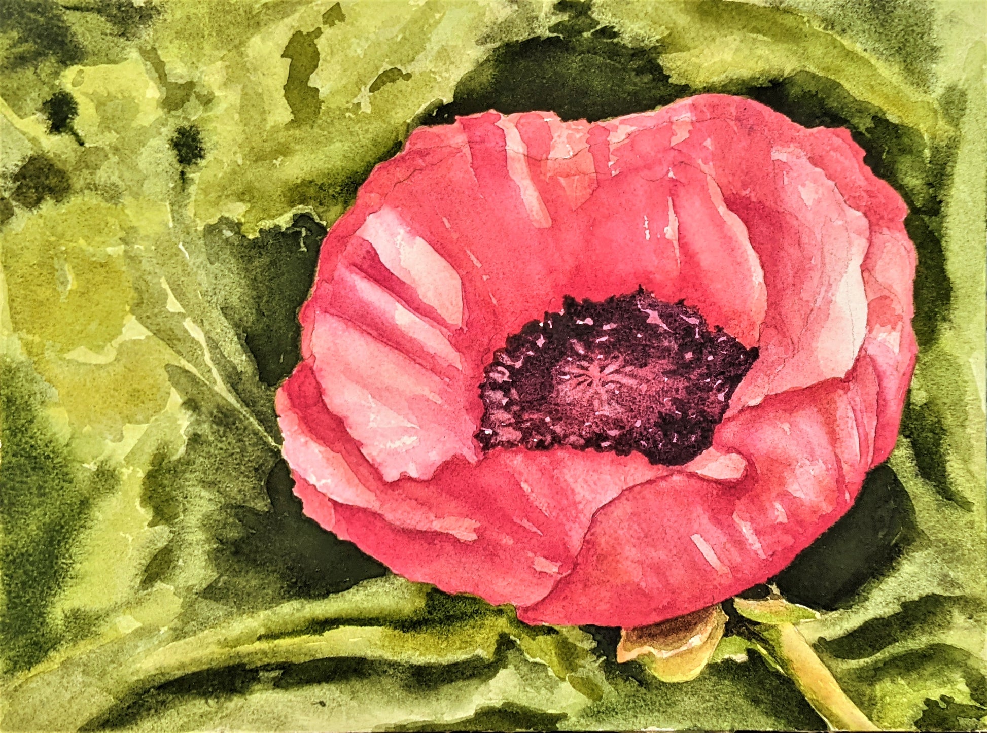 Coral Poppy watercolor painting on paper