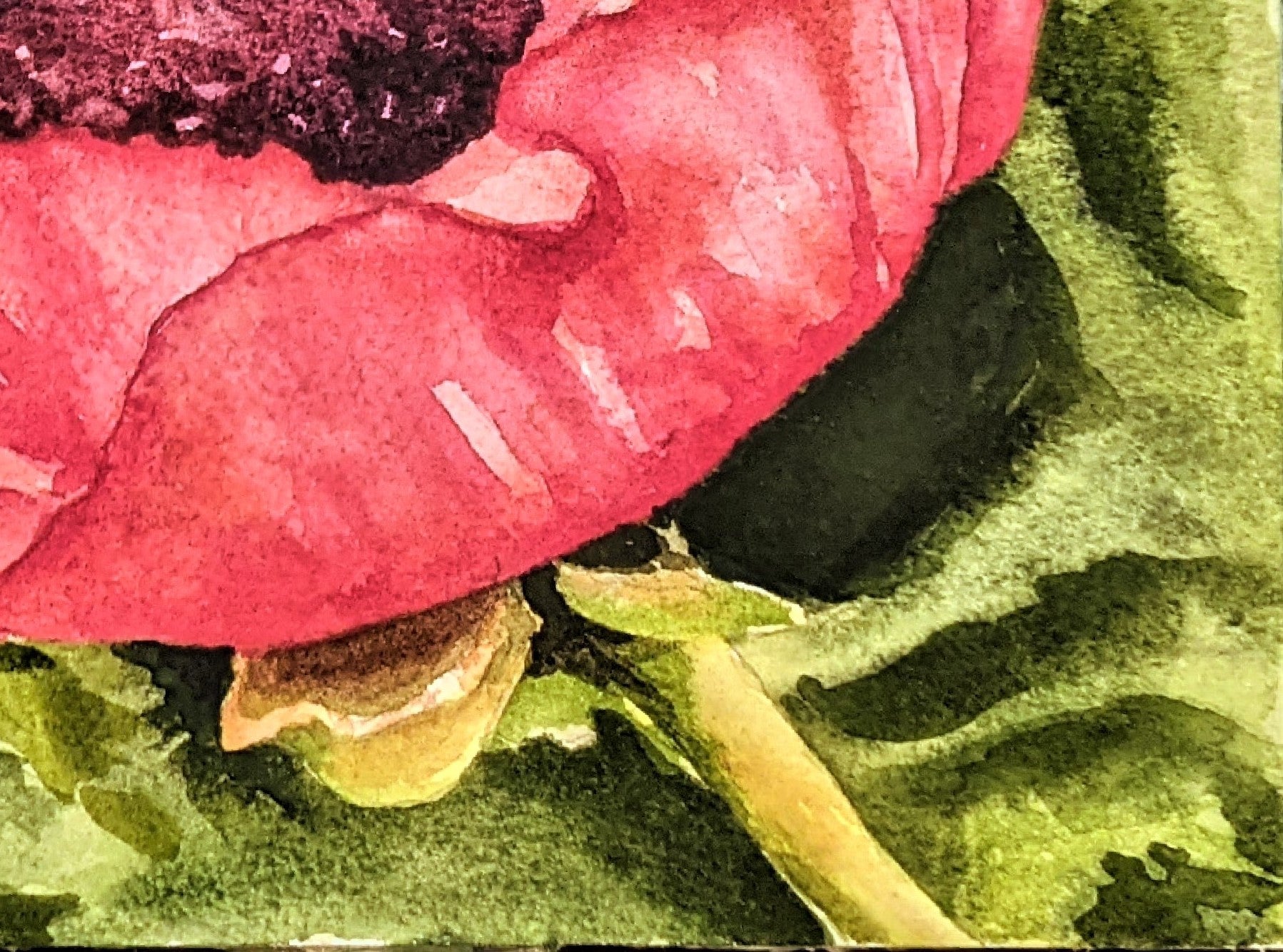Coral Poppy Watercolor painting on paper detail