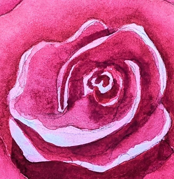 Dewdrops on a rose watercolor painting detail