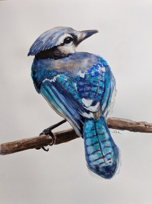 Bluebird for Laura