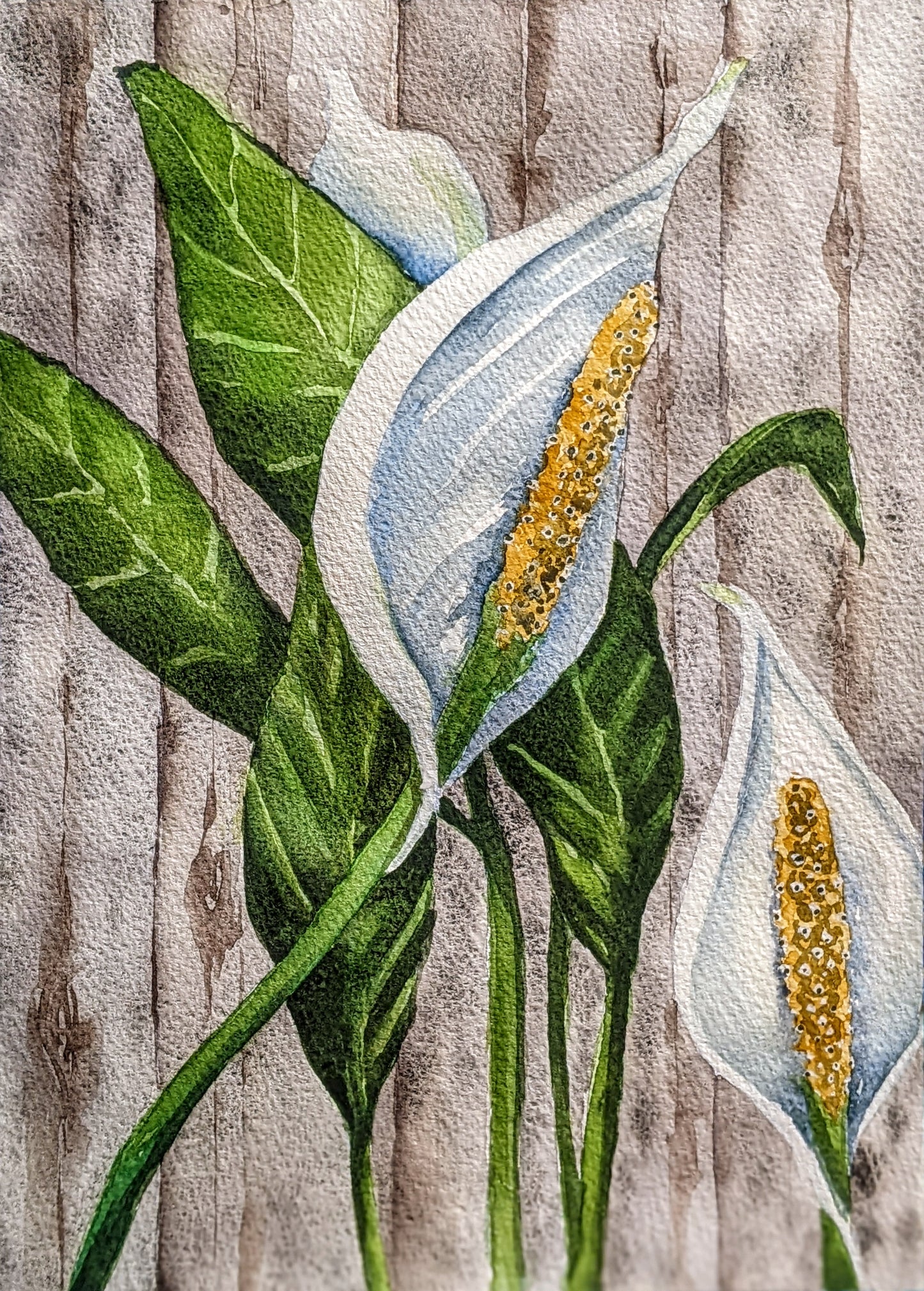 Peace Lily serene watercolor painting.