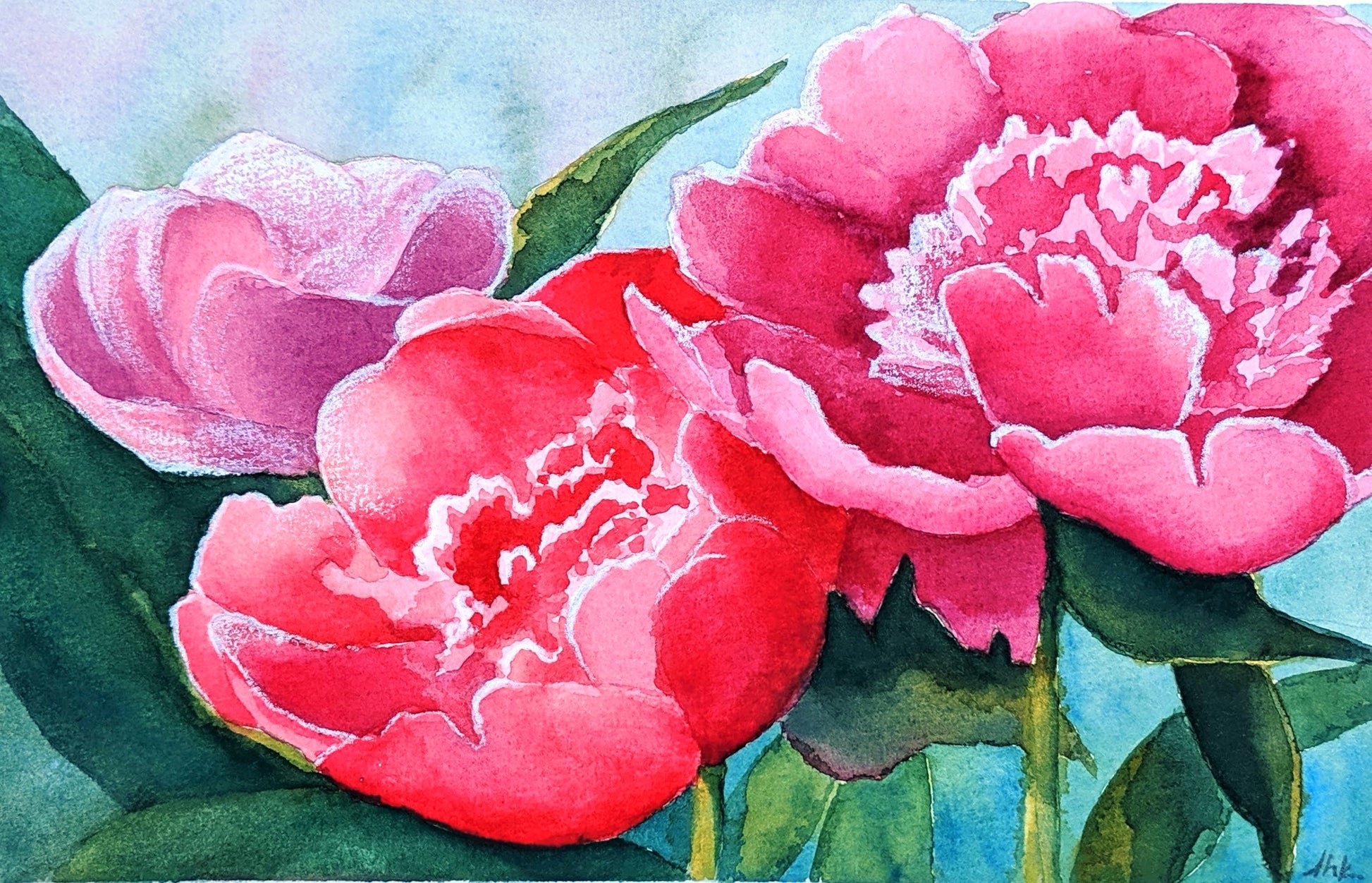 Pink peonies watercolor painting