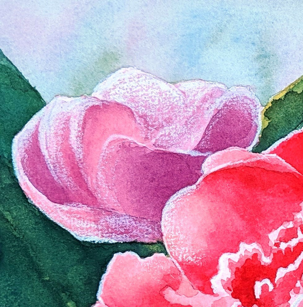 Pink peonies watercolor painting detail