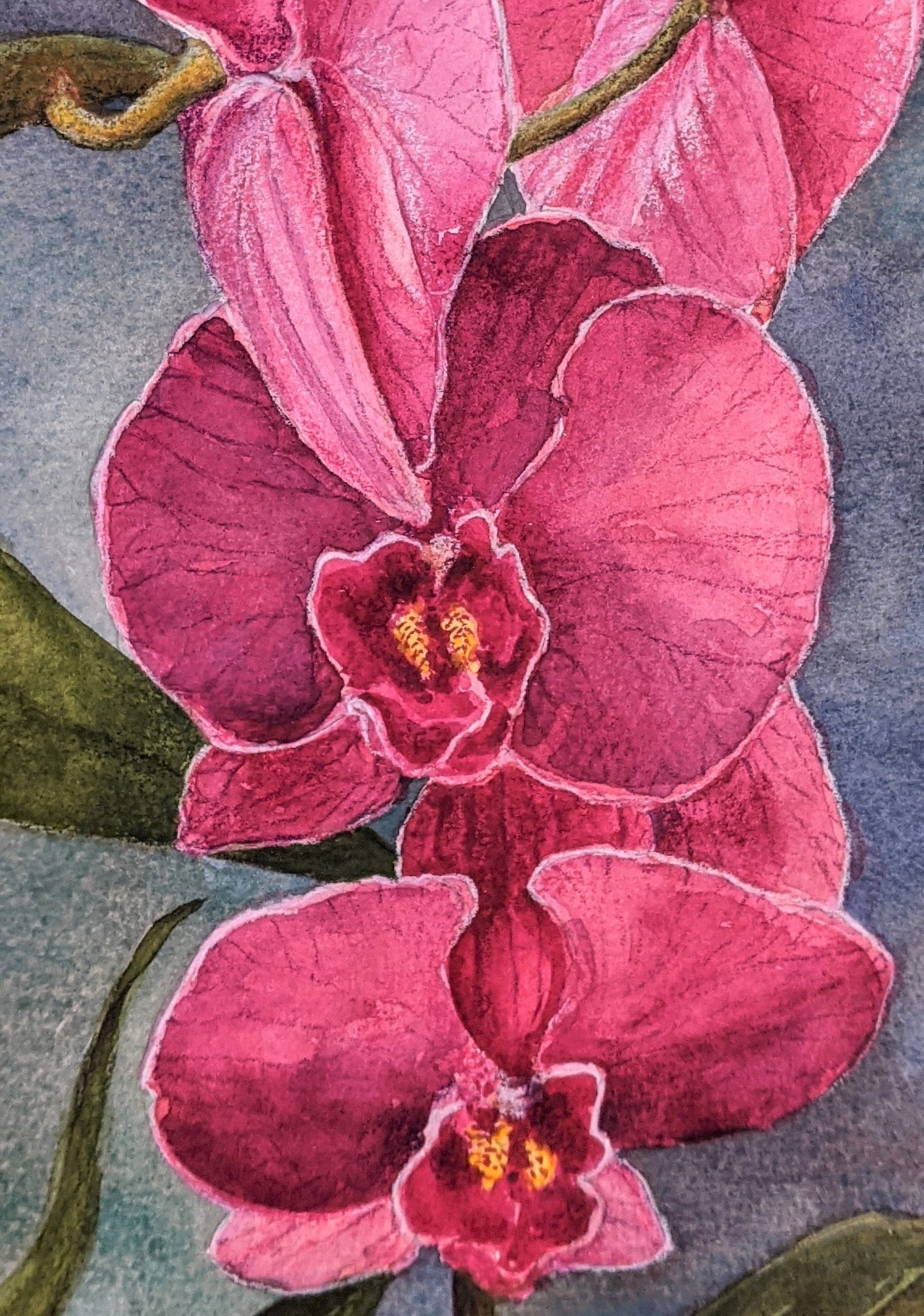Plum Orchid watercolor and pencil painting on paper