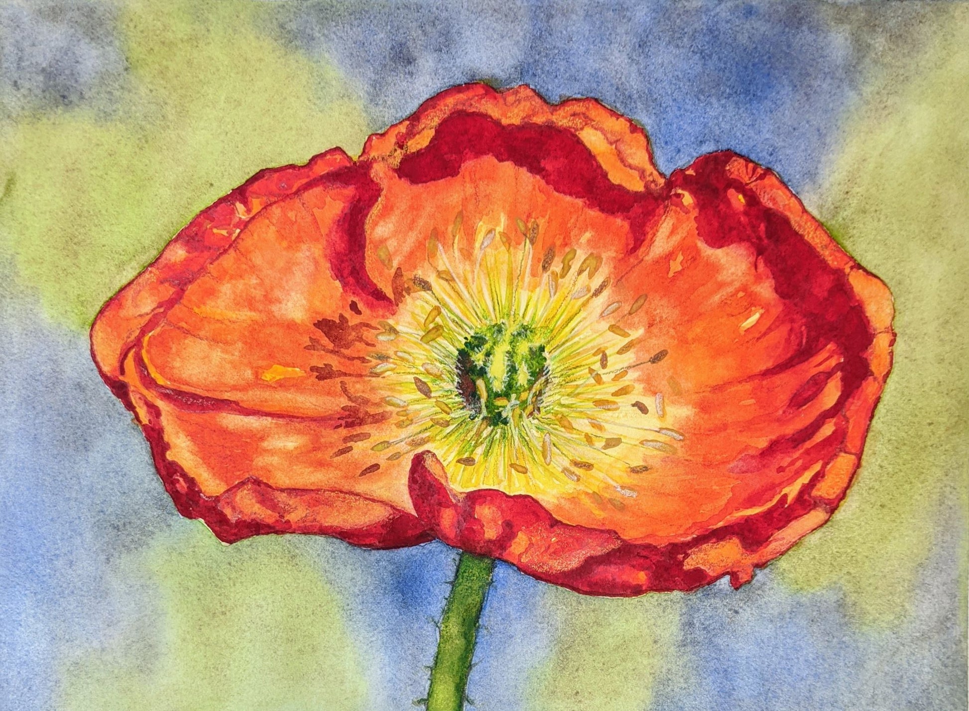 Poppy wide open watercolor painting