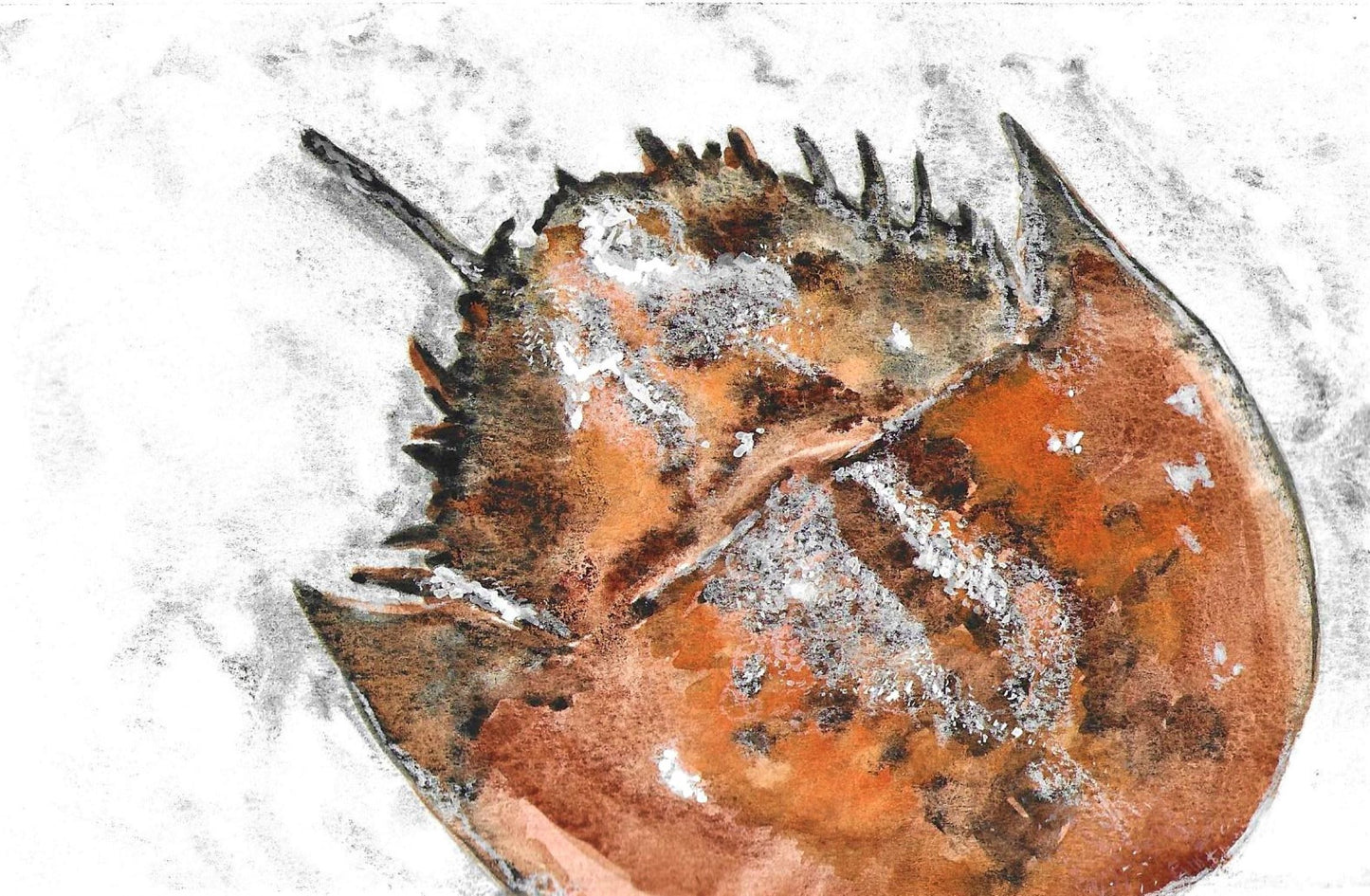 Horseshoe crab watercolor painting