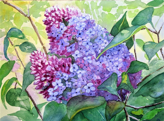 Mastin street lilacs waterolor painting