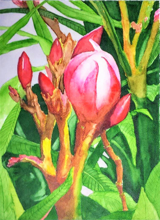 Oleander bud watercolor painting