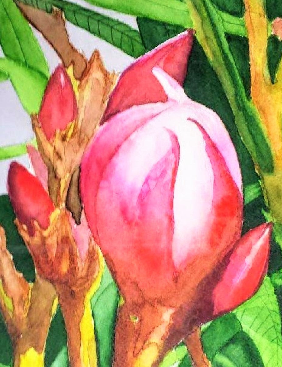Oleander bud watercolor painting detail